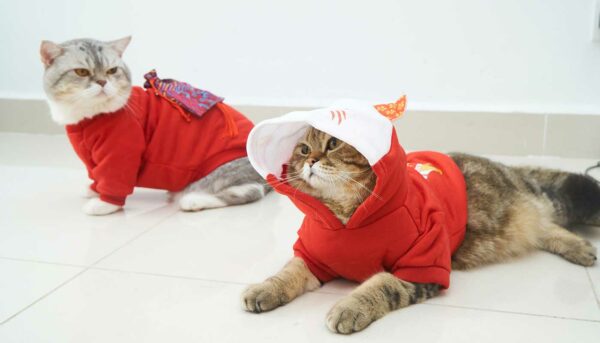 meow