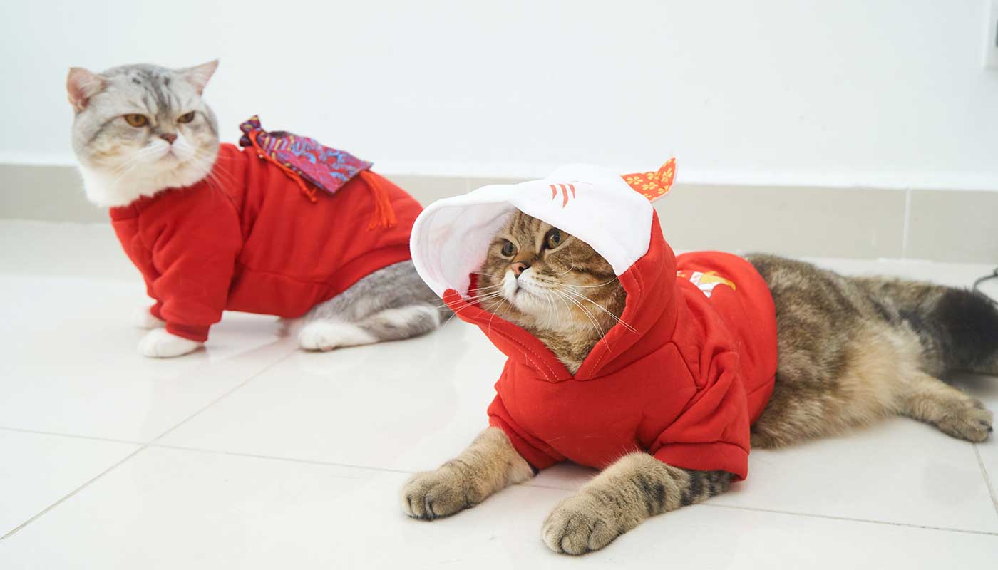 meow
