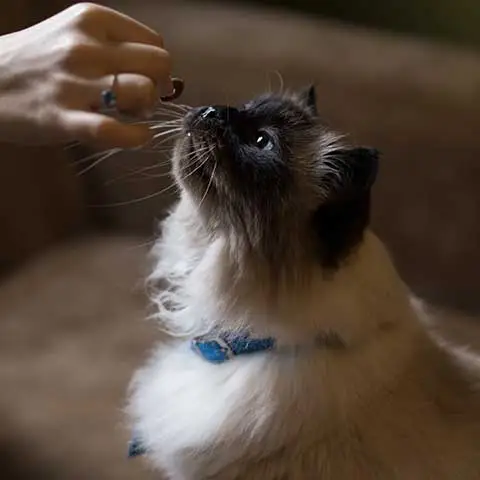 meow